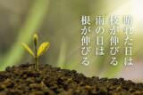晴れた日は枝が伸びる 雨の日は根が伸びる